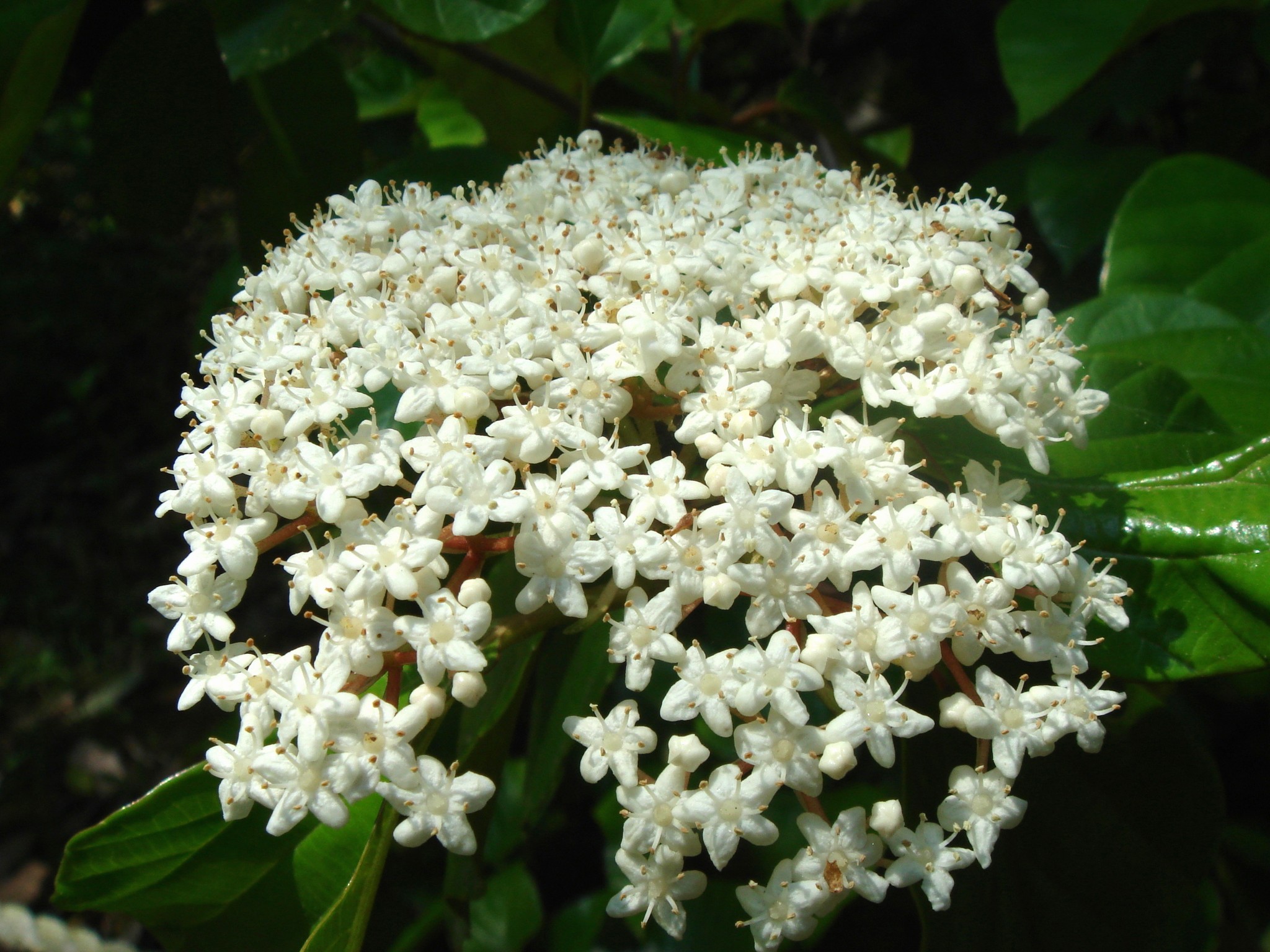 Viburnum japonicum (Thunberg) Sprengel
